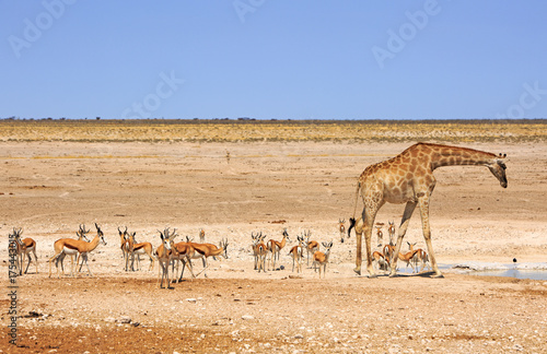 busy waterhole with herd of springbok and a giraffe bending to take a drink