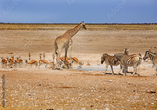 Waterhole in Etosha with vibrant blue sky teeming with lots of animals