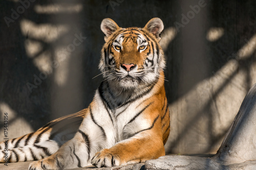 Fototapeta Naklejka Na Ścianę i Meble -  Close up view of a Siberian tiger