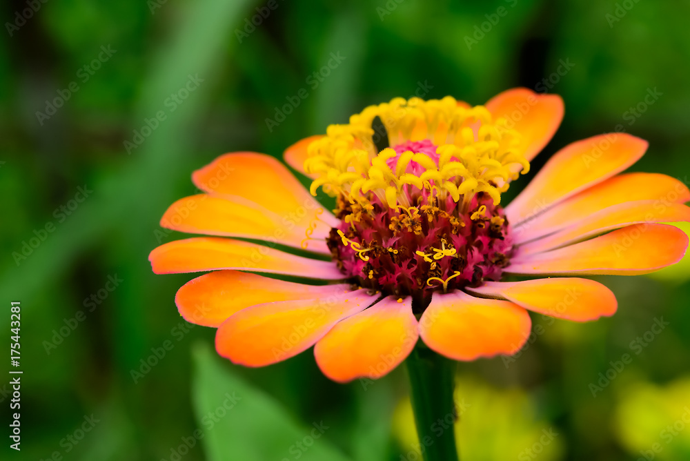 pollen pollen