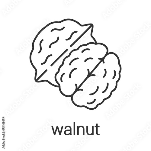 Walnut linear icon