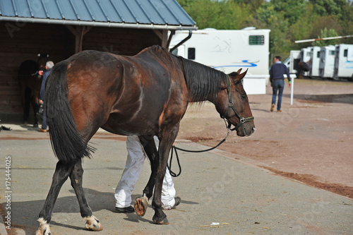 cheval de course photo