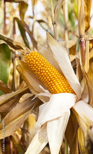 Sunlight corn field photo