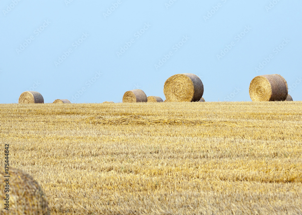 Field with a harvest of cereals