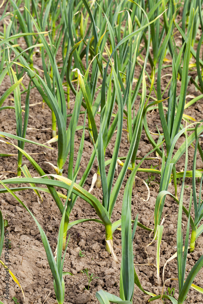 garlic plantation garlic plantation