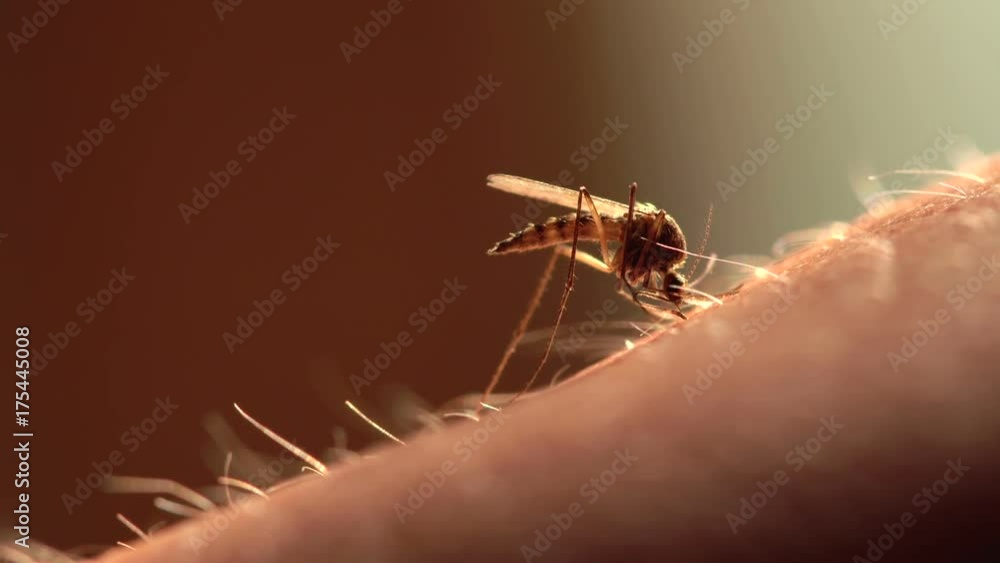 mosquito drank the blood. close-up
mosquito drank the blood. close-up