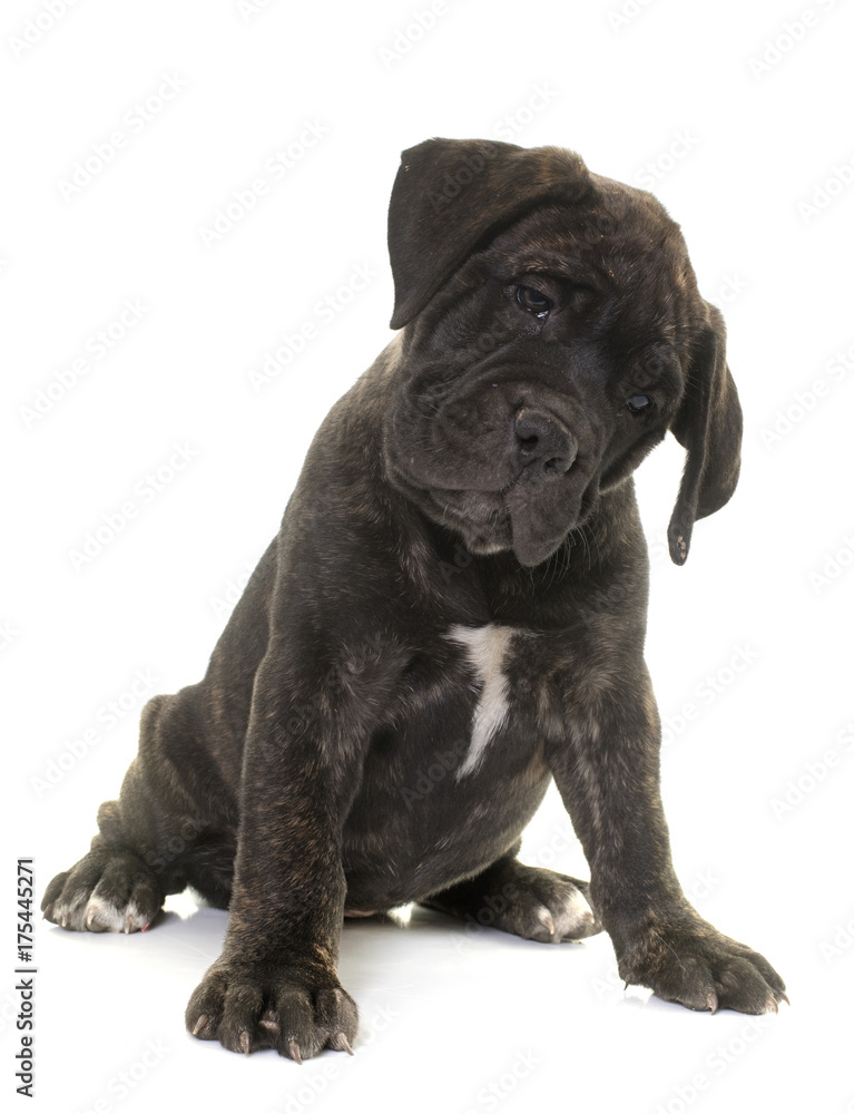puppy bull mastiff puppy bull mastiff