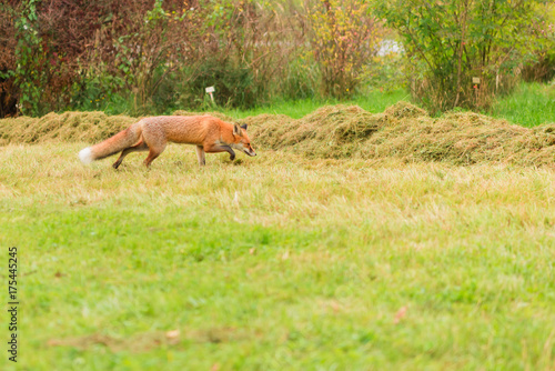 fox walks in the park in autumn © nic_ol