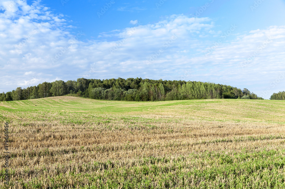 Fototapeta premium Field of the harvest