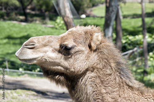 camel © susan flashman