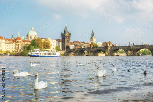 Swans opposite the Charles Bridge on Vltava river in Prague, Czech republic