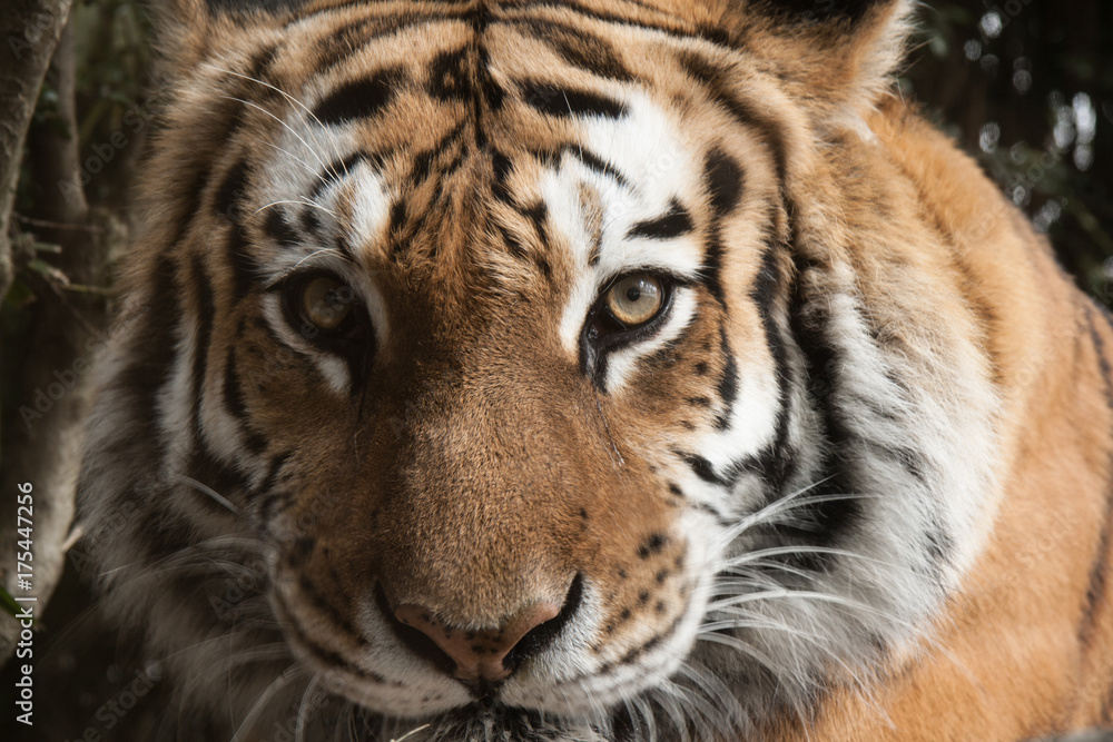 Bronx Zoo Tiger Face Bronx Zoo Tiger Face