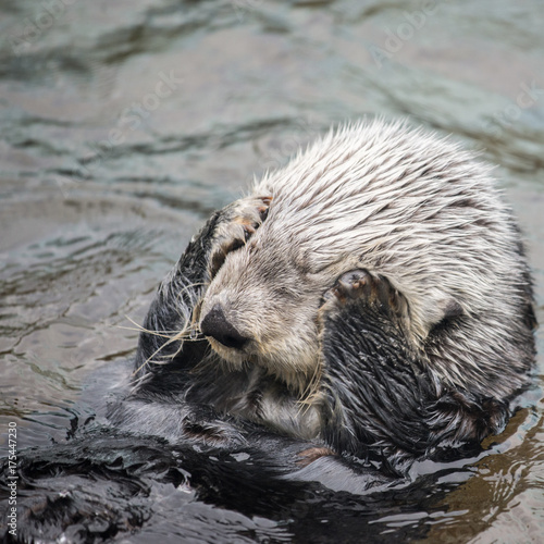 Northern Sea Otter at the Vancouver Aquarium