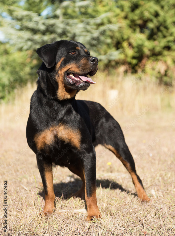 young rottweiler in nature