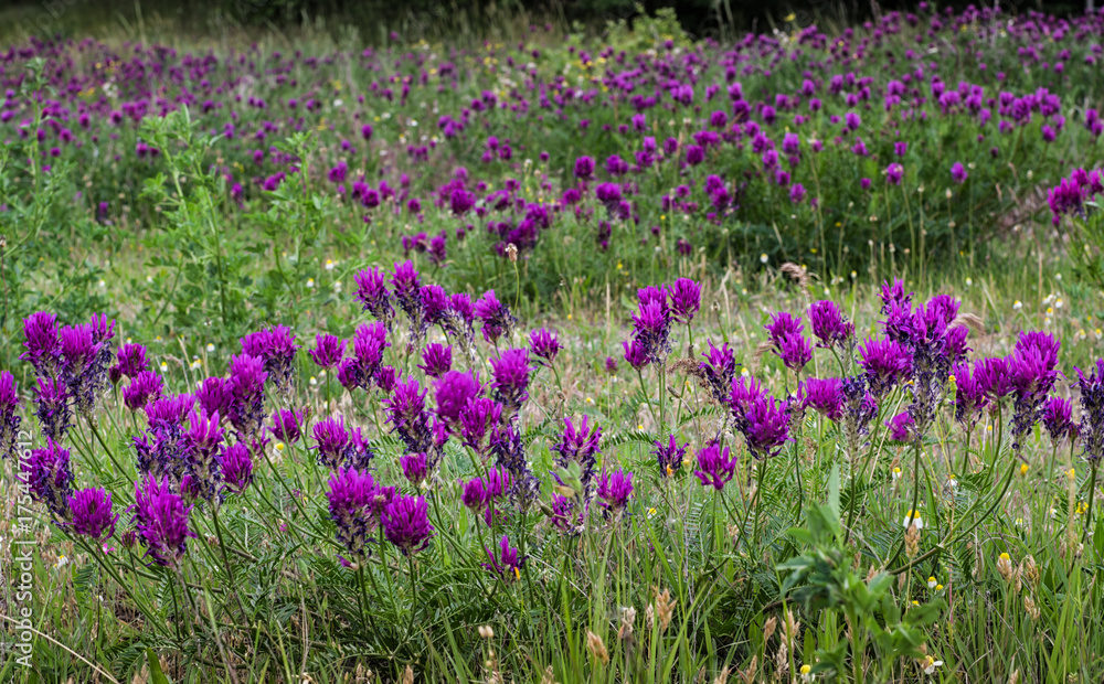Field of wild purple flowers with green herbs background. Field of wild purple flowers with green herbs background.