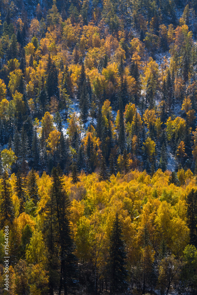 Autumn bright yellow forest in the Altai mountains, Russia.