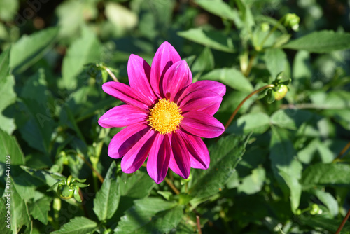 Fototapeta Naklejka Na Ścianę i Meble -  Dahlia rose en été au jardin