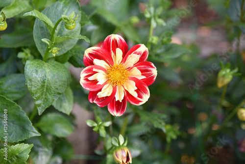 Fototapeta Naklejka Na Ścianę i Meble -  Dahlia rouge et jaune au jardin en été