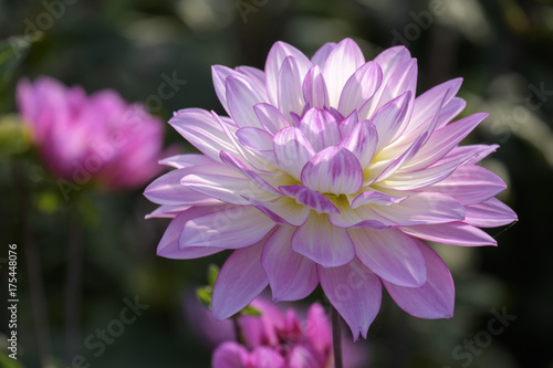 Fototapeta Naklejka Na Ścianę i Meble -  Dahlien (Dahlia)