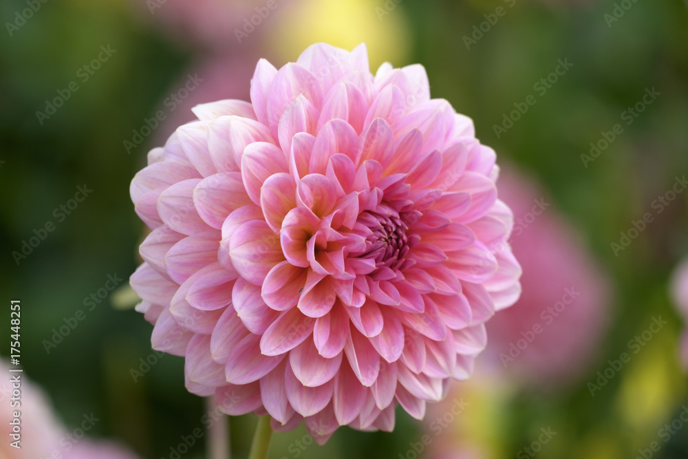 Seerosen-Dahlie (Dahlia) Seerosen-Dahlie (Dahlia)