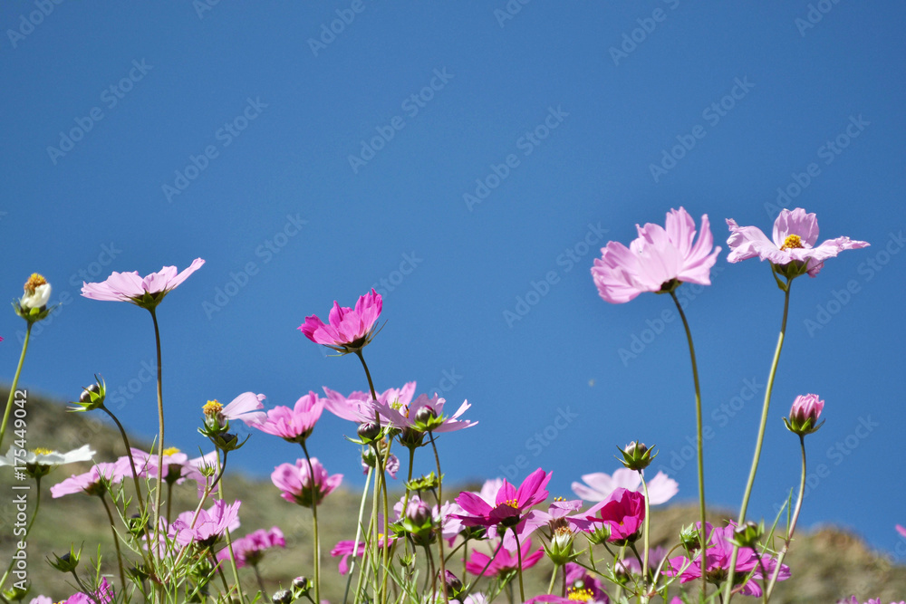 Flowers around the hill in Xiahe (Labrang) - Amdo Tibet Flowers around the hill in Xiahe (Labrang) - Amdo Tibet