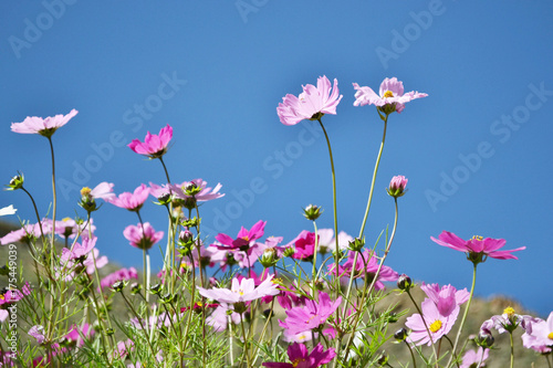 Flowers around the hill in Xiahe (Labrang) - Amdo Tibet