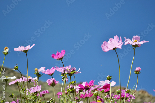 Flowers around the hill in Xiahe  Labrang  - Amdo Tibet