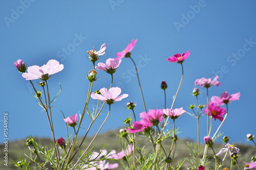 Flowers around the hill in Xiahe (Labrang) - Amdo Tibet