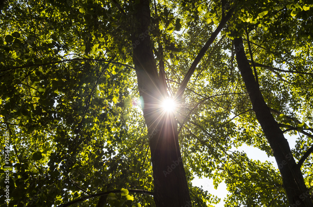 Obraz premium bright light in nature