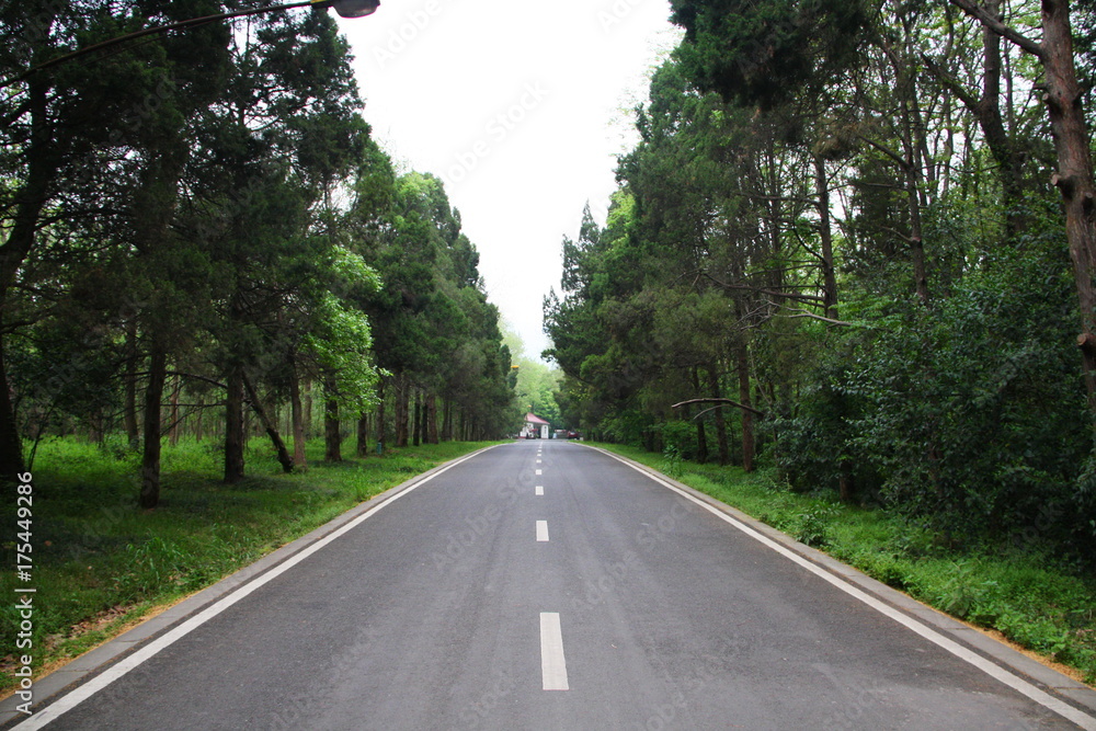 The Road and a row of trees in China. Nanjing. Jiangsu