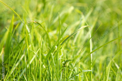 grass background in nature