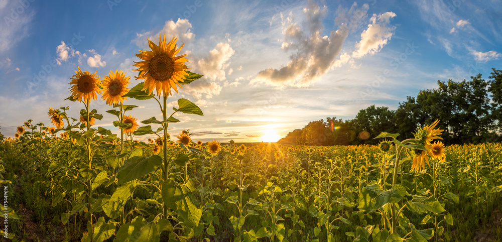 Naklejka premium Field of blooming sunflowers