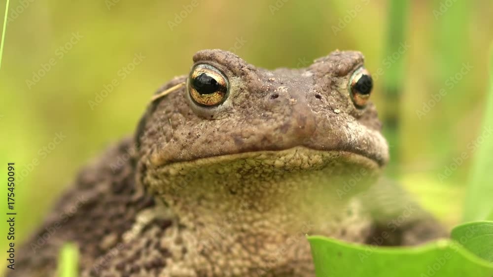  A large toad in the wild forest of Siberia. 