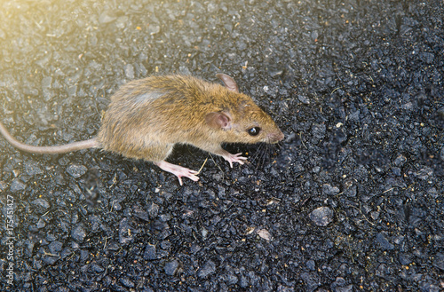  Dirty rat or get sick was walking on the street.