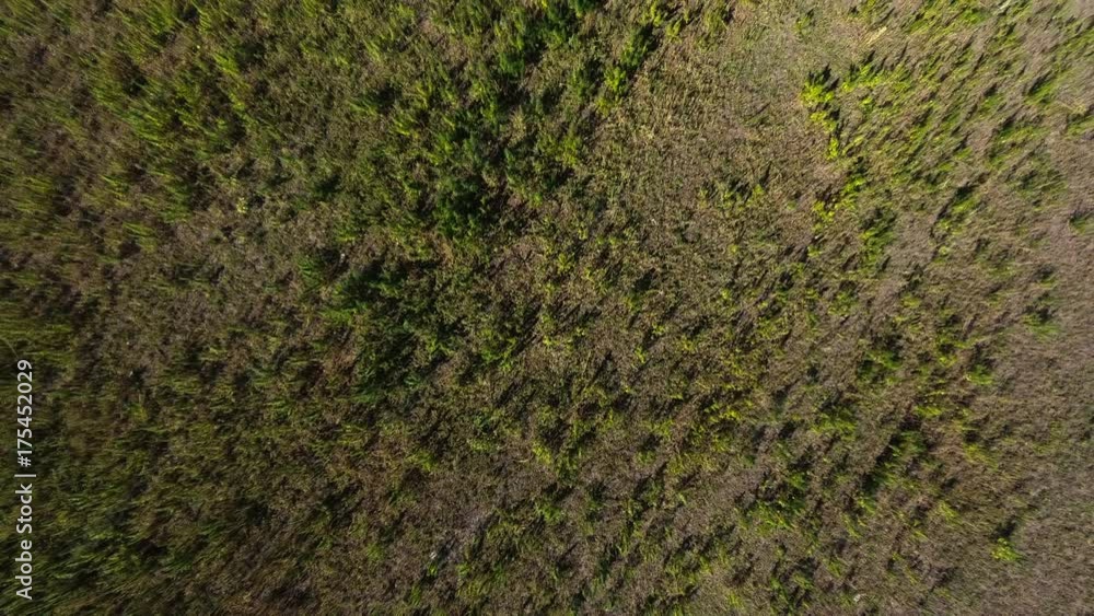 AERIAL: Marijuana field AERIAL: Marijuana field