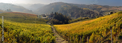 panorama of autumn vineyards photo