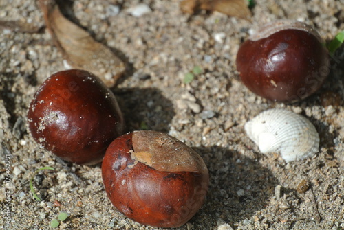 marron dans le sable