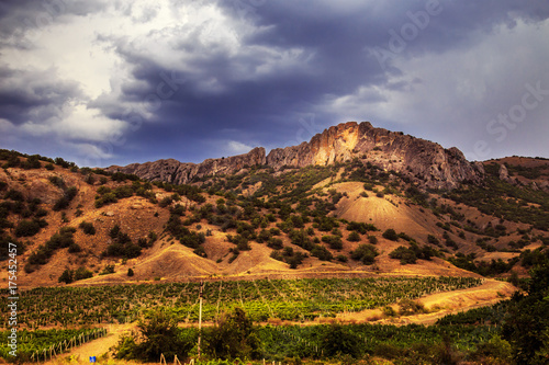Vineyards at the foot of the Crimean mountains.