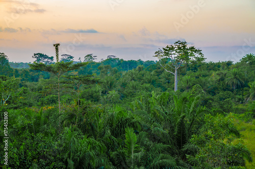 Beautiful lush green West African rain forest during amazing sunset, Liberia, West Africa photo