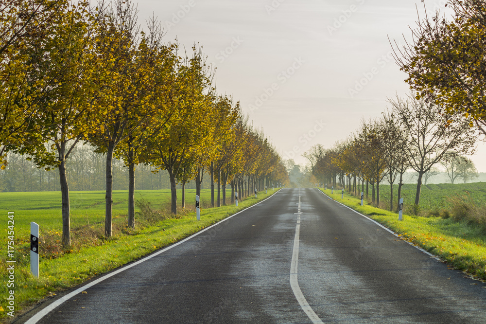 Fototapeta premium jesienna droga