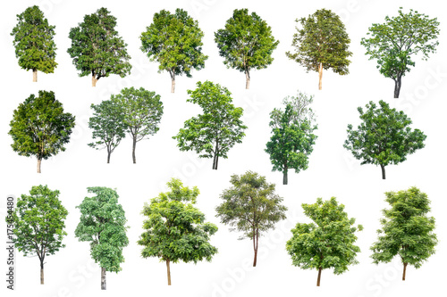 Collection Of Trees Isolated On White Background  Tropical Trees Isolated Used For Design  Advertising And Architecture.