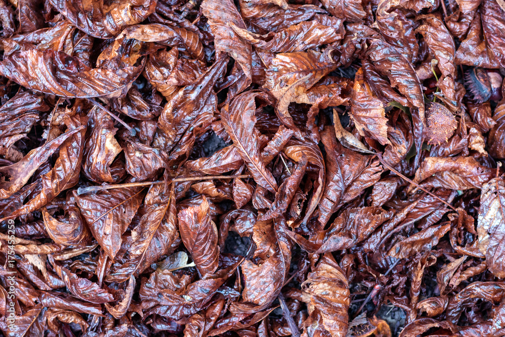 Dry wet leaves on the floor background. Dry wet leaves on the floor background.
