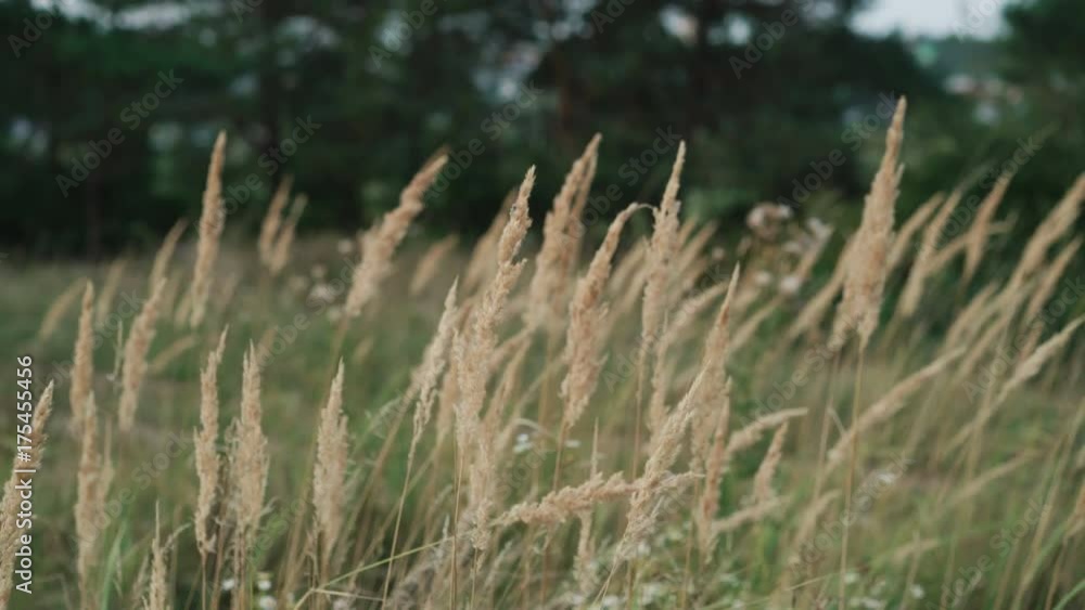 Beautiful wild grass waves on the wind in the field. 4K Beautiful wild grass waves on the wind in the field. 4K