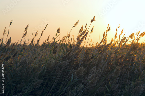 Golden sunset over the reeds