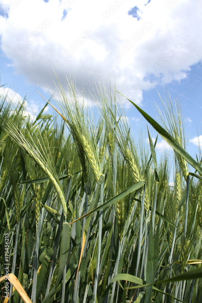 Fototapeta premium rye