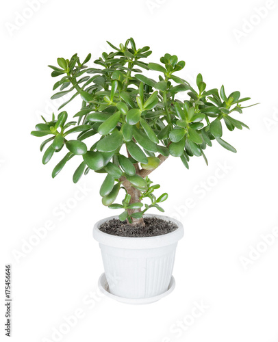 House plant Crassula (Money Tree) on a white background