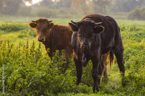 Billede på lærred young bulls in the morning light on the pasture