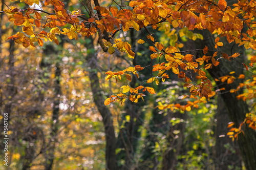 GOLDEN AUTUMN - Seasons in the beech forest