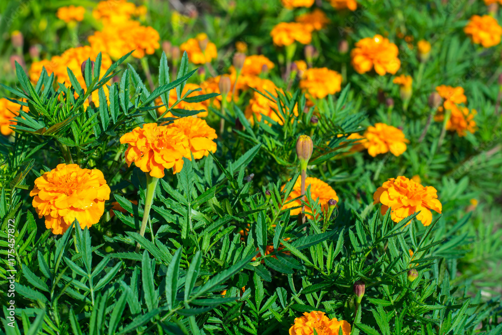 Background of blooming yellow tagetes with green leaves
