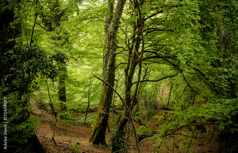 Fototapeta premium in the woods, in autumn with fallen foliage
